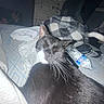 animal, bed, black_cat, blanket, cat, closeup, clothes, cozy, dim_light, domestic_animal, feline, furniture, household, indoor, pet, relaxed, resting, sleepy, water_bottle, whiskers