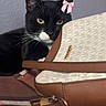 Boy joined the competition — help win amazing prizes! accessory, black_and_white, black_cat, cat, close_up, cozy, curious, domestic_animal, feline, handbag, indoor, pet, pink_bow, portrait, purple_wall, purse, resting, table_surface, whiskers, yellow_eyes
