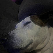 Sassy is registered to the contest to win money with this photo: animal, brown, calm, closeup, companion, couch, cozy, dog, domestic, face, fur, indoor, pet, quiet, relaxed, resting, sleeping, snout, texture, white