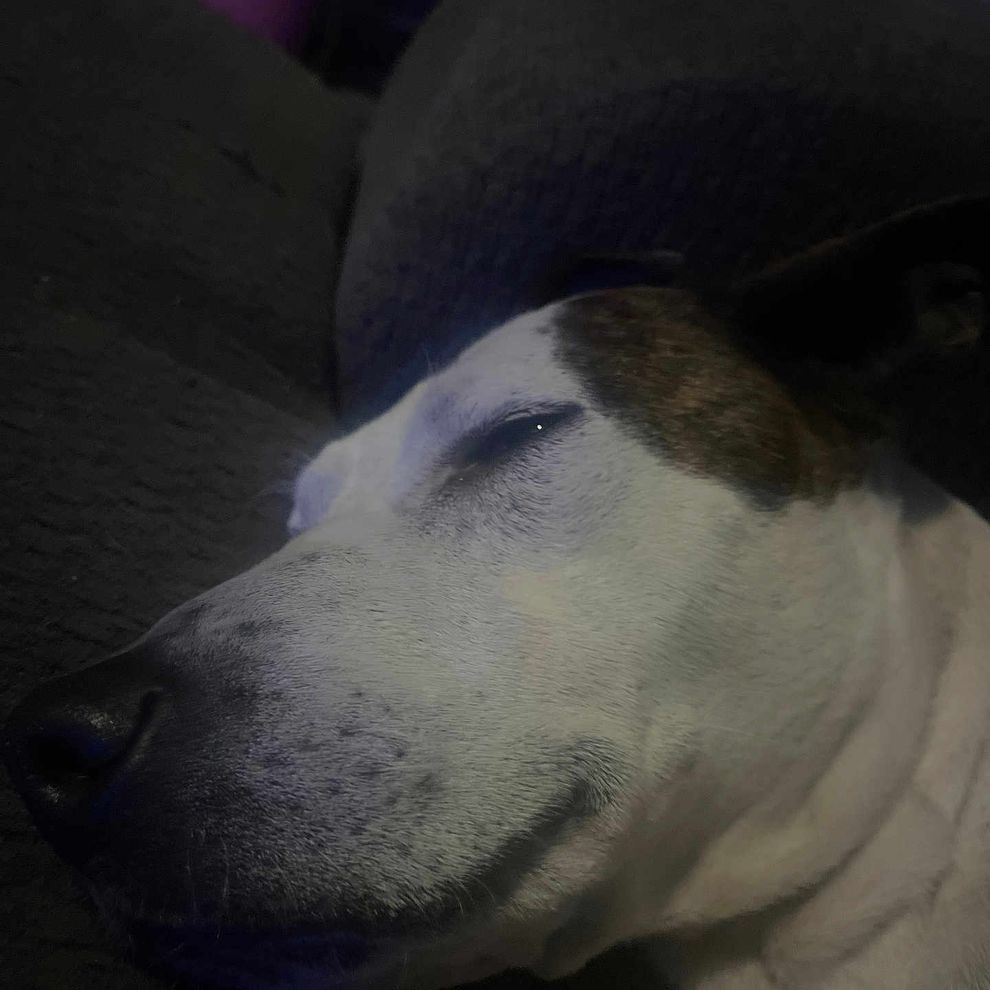 Sassy is registered to the contest to win money with this photo: animal, brown, calm, closeup, companion, couch, cozy, dog, domestic, face, fur, indoor, pet, quiet, relaxed, resting, sleeping, snout, texture, white