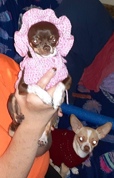 Navajo joined the competition — help win amazing prizes! canidae, carnivore, chihuahua, companion_dog, dog, dog_breed, dog_clothes, dog_supply, fawn, fur, hat, pink, snout, sporting_group, stuffed_toy, tail, toy, toy_dog, vertebrate, working_animal