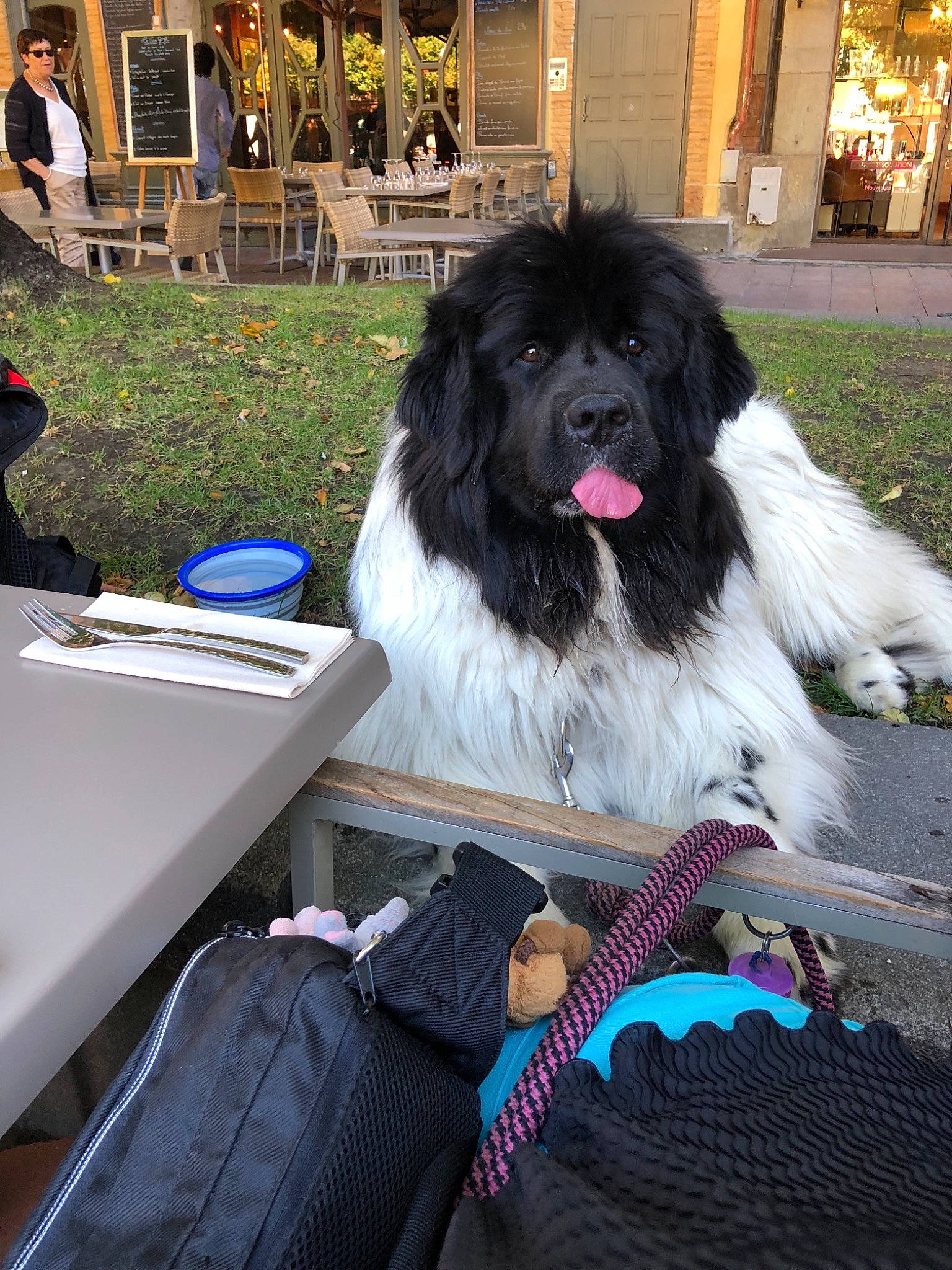 Mabelle participe au concours pour gagner de l'argent avec cette photo : carnivoran, dog, dog_breed, dog_breed_group, dog_like_mammal, fur, giant_dog_breed, landseer, mammal, newfoundland, person, snout, vertebrate