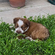 Chocolate is registered to the contest to win money with this photo: puppy, dog, small_puppy, brown_fur, white_markings, grass, greenery, backyard, concrete, potted_plant, hose, flower, cute, fur, eyes, resting, lying_down, close_up, pet, outdoor