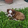 puppy, dog, small_puppy, brown_fur, white_markings, grass, greenery, backyard, concrete, potted_plant, hose, flower, cute, fur, eyes, resting, lying_down, close_up, pet, outdoor