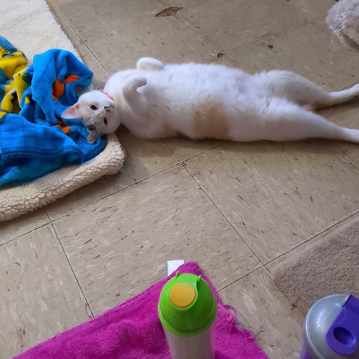 Skylla joined the competition — help win amazing prizes! animal, blanket, bottle, canine, cat, couch, cup, dog, eskimodog, furniture, hardwood, hound, husky, kitten, laundry, pet, puppy, towel, waterbottle, wood