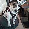 dog, small_dog, pet, animal, sitting, dog_bed, harness, leash, large_ears, white_fur, brown_patches, black_patches, portrait, indoors, restaurant, cafe, furniture, table, chairs, cozy