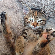 Artemis a rejoint le concours — aidez-le/la à gagner de superbes lots ! kitten, cat, tabby, fluffy, blanket, paws, relaxed, cute, pet, animal, feline, young, cozy, indoor, soft, sleepy, whiskers, ears, fur, resting