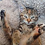 kitten, cat, tabby, fluffy, blanket, paws, relaxed, cute, pet, animal, feline, young, cozy, indoor, soft, sleepy, whiskers, ears, fur, resting