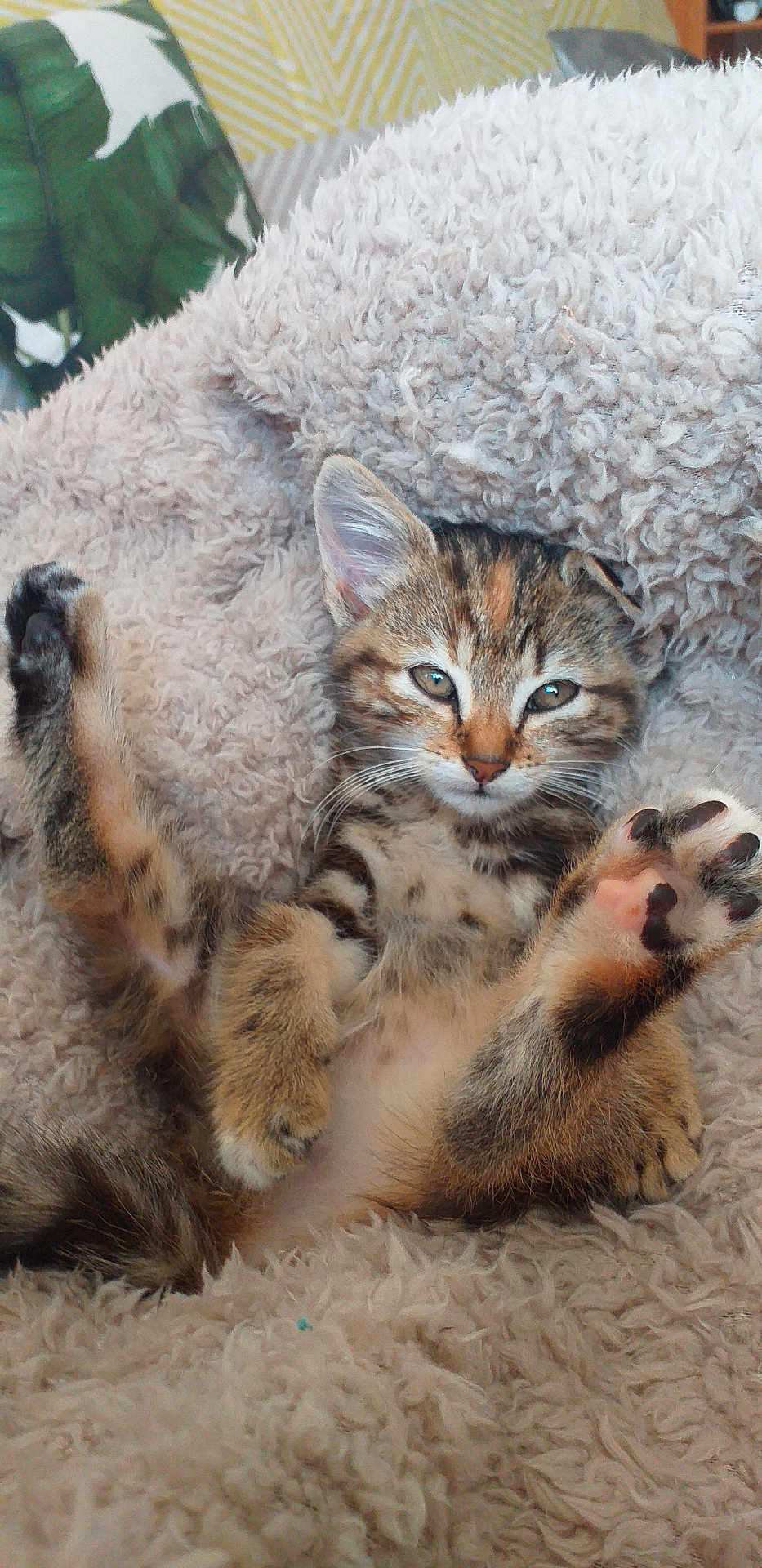Artemis a rejoint le concours — aidez-le/la à gagner de superbes lots ! kitten, cat, tabby, fluffy, blanket, paws, relaxed, cute, pet, animal, feline, young, cozy, indoor, soft, sleepy, whiskers, ears, fur, resting