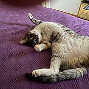 Faye joined the competition — help win amazing prizes! cat, bed, purple_bedspread, fur, pet, playful, indoor, relaxed, animal, whiskers, tail, paw, cute, feline, lying_down, texture, domestic, home, curious, cozy