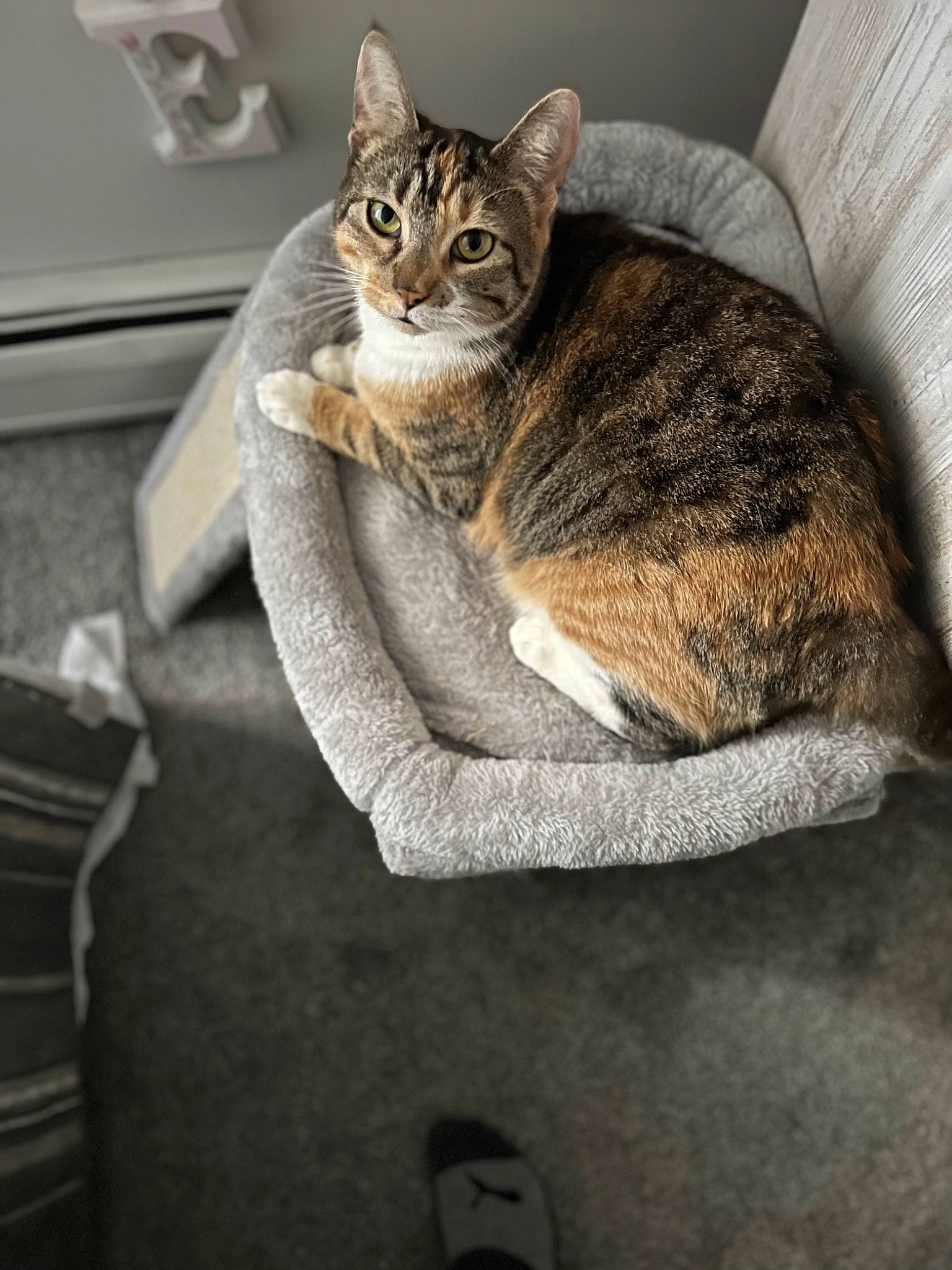 Isabelle is registered to the contest to win money with this photo: carnivore, cat, claw, comfort, couch, domestic_short_haired_cat, felidae, fur, grey, linens, paw, sitting, small_to_medium_sized_cats, snout, tail, terrestrial_animal, tree, whiskers, wildlife