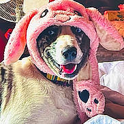 Feona Leona joined the competition — help win amazing prizes! dog, pet, costume, pink_hat, fluffy, indoor, happy, smiling, animal, cute, ears, collar, furniture, fan, closeup, portrait, playful, cozy, tongue_out, fun