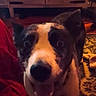 Feona Leona is registered to the contest to win money with this photo: animal, black, brown, cabinet, carpet, close_up, cozy, dog, domestic, ears, excited, face, furniture, indoor, open_mouth, pet, tongue, warm_lighting, white, wide_eyes