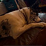 Feona Leona is registered to the contest to win money with this photo: animal, black_spots, canine, chain, close_up, collar, comfort, dog, domestic, furniture, household, indoor, laundry_basket, leather_couch, pet, quiet, relaxing, resting, sleeping, white_fur