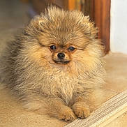 Azure participe au concours pour gagner de l'argent avec cette photo : dog, pomeranian, fluffy, pet, animal, canine, cute, fur, indoor, portrait, brown, small_dog, resting, looking_at_camera, domestic_animal, friendly, adorable, companion, house, floor