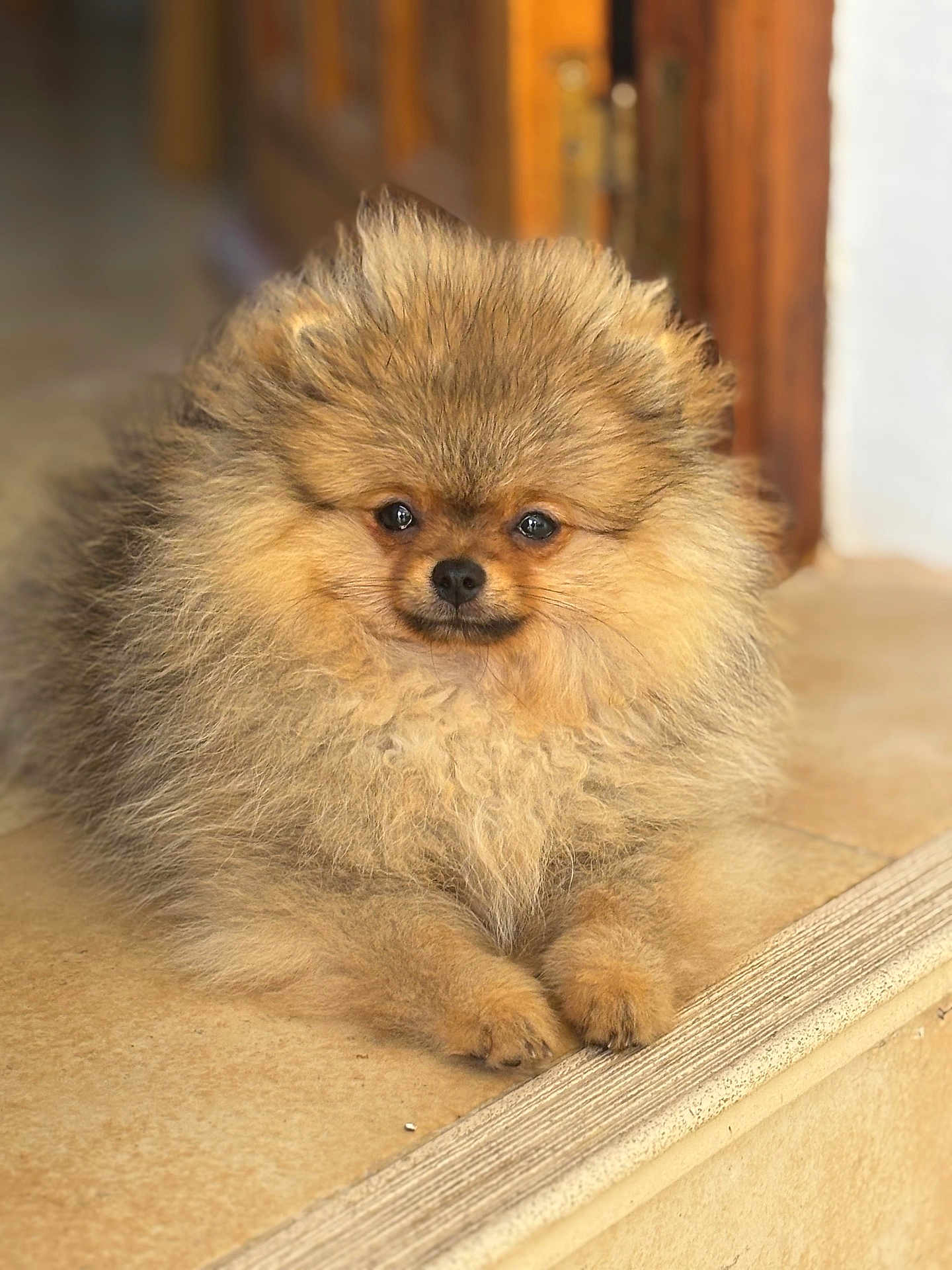 Azure participe au concours pour gagner de l'argent avec cette photo : dog, pomeranian, fluffy, pet, animal, canine, cute, fur, indoor, portrait, brown, small_dog, resting, looking_at_camera, domestic_animal, friendly, adorable, companion, house, floor