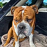Sumo participe au concours pour gagner de l'argent avec cette photo : animal, blanket, brown, bulldog, canine, car_interior, cute, dog, expression, face, fur, indoors, nature, paw, pet, sitting, trees, white, window, wrinkles