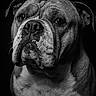 Sumo participe au concours pour gagner de l'argent avec cette photo : animal, black_and_white, canine, chest, close_up, companion, dark_background, dog, ears, expressive_eyes, fur_texture, isolated, looking_away, muzzle, nostrils, pet, portrait, short_hair, studio_lighting, wrinkles