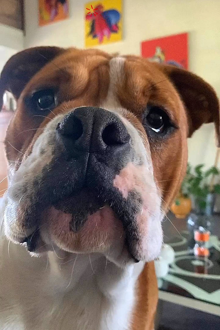 Sumo