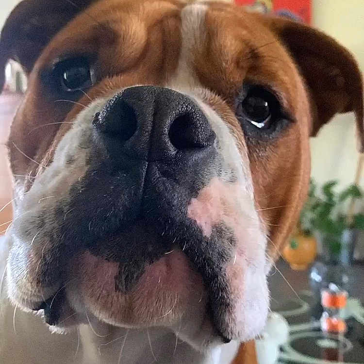 Sumo