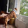 brown_dog, couch, curious, daylight, dog, greenery, home, indoor, living_room, looking_out, open_window, ottoman, pet, pillow, radiator, standing, tree, white_dog, window, wooden_floor