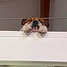 animal, brown, bulldog, cute, dog, expression, face, guarding, head, indoor, ledges, looking, metal, paws, pet, railing, relaxed, resting, sleepy, white