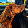 dog, brown_dog, car_interior, window, sky, clouds, greenery, dog_harness, side_profile, pet, canine, animal, resting, looking_out, daytime, close_up, fur, ears, snout, calm
