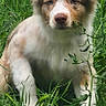 Apache participe au concours pour gagner de l'argent avec cette photo : dog, puppy, grass, outdoor, nature, animal, pet, fur, brown, white, canine, greenery, young_dog, sitting, cute, portrait, leaf, plant, eyes, ears