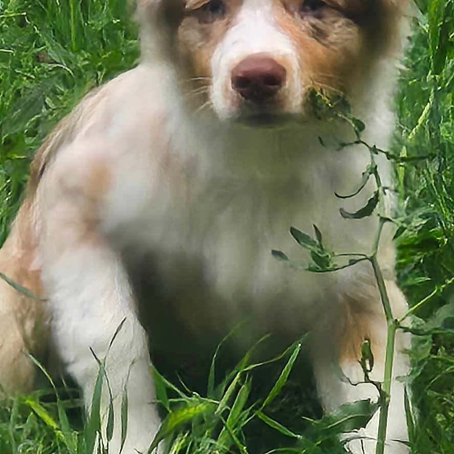Apache