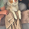 Apache participe au concours pour gagner de l'argent avec cette photo : dog, australian_shepherd, couch, towel, person, arm, wooden_crib, blanket, paw_print_pattern, indoor, pet, furniture, relaxed, fur, animal, companion, cozy, home, resting, cute