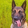 animal, canine, chain_collar, daylight, dog, ears, field, fur, german_shepherd, grass, greenery, happy, mouth, nature, outdoor, pet, portrait, summer, tongue, tongue_out