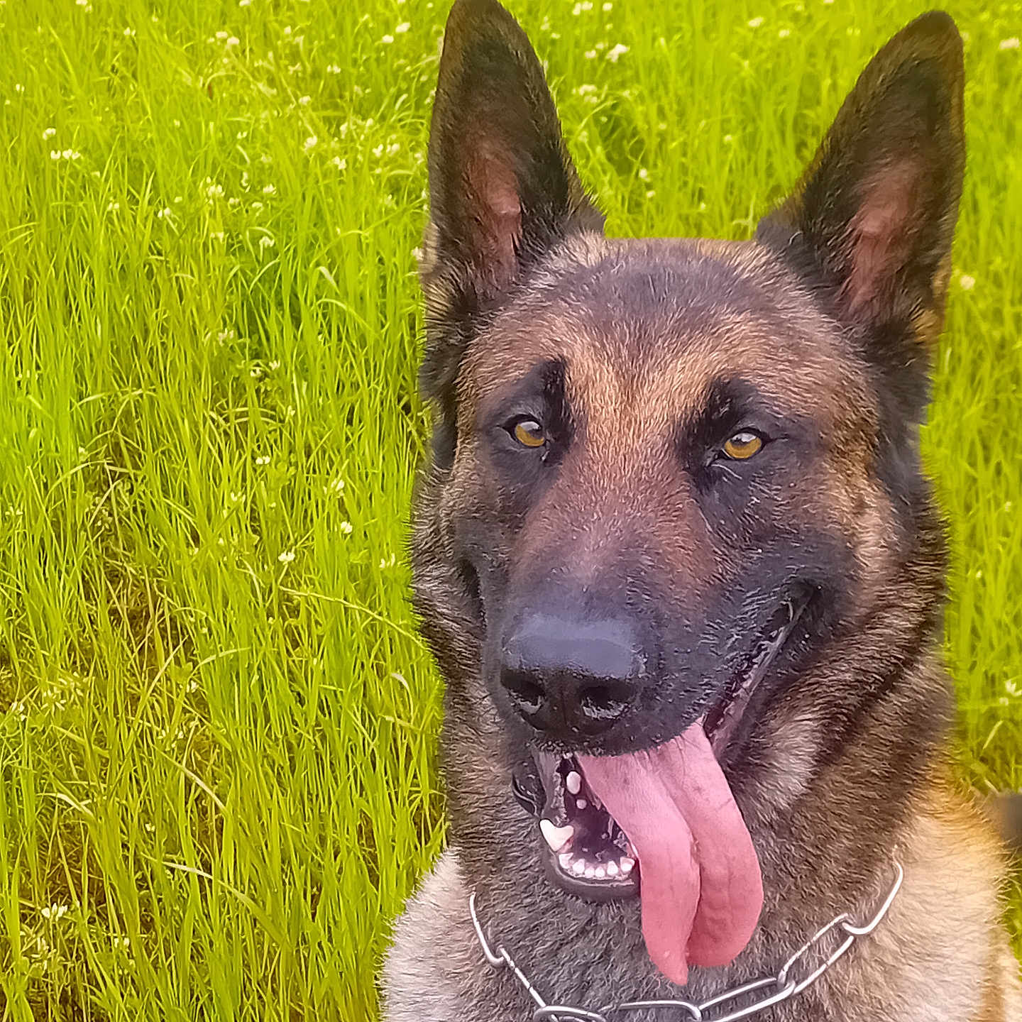 Corine Maury participe au concours pour gagner de l'argent avec cette photo : animal, canine, chain_collar, daylight, dog, ears, field, fur, german_shepherd, grass, greenery, happy, mouth, nature, outdoor, pet, portrait, summer, tongue, tongue_out
