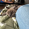 Ace a rejoint le concours — aidez-le/la à gagner de superbes lots ! cat, gray_cat, blanket, green_blanket, jeans, blue_jeans, living_room, table, cups, tissue_box, television, wooden_floor, furniture, cozy, relaxing, indoor, pet, resting, soft_texture, casual