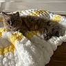 Ace participe au concours pour gagner de l'argent avec cette photo : animal, blanket, cat, comfort, cozy, domestic, feline, fluffy, fur, home, indoor, laying, pet, relaxed, resting, soft, texture, white, wooden_floor, yellow