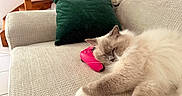 Una participe au concours pour gagner de l'argent avec cette photo : beige, cat, couch, cozy, cute, feline, fluffy, fur, game_controller, green_pillow, home, indoor, pet, pink, relaxation, resting, sleeping, soft, stairs, white_paw