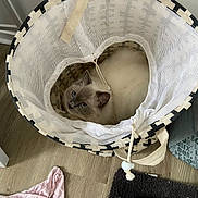 Una a rejoint le concours — aidez-le/la à gagner de superbes lots ! animal, basket, blue_eyes, cat, cloth, cozy, curious, domestic, feline, floor, fluffy, home, indoor, looking_up, mesh, patterned, pet, pink_cloth, rug, wooden_floor