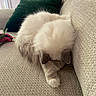 Una participe au concours pour gagner de l'argent avec cette photo : animal, beige, cat, couch, cozy, curled_up, feather_toy, fluffy, furniture, green_pillow, home, indoor, nap, pet, pillow, relaxing, resting, sleeping, soft, toy