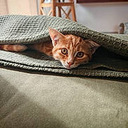 Aslan participe au concours pour gagner de l'argent avec cette photo : animal, bed, blanket, cat, cozy, curious, cute, domestic, fur, indoor, kitten, orange_tabby, pet, playful, portrait, resting, soft_light, texture, warm, whiskers
