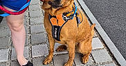 Lucky a rejoint le concours — aidez-le/la à gagner de superbes lots ! animal, blue_dress, calm, dog, footwear, human_leg, leash, orange_harness, outdoor, pavement, person, pet, road, sidewalk, sitting, street, summer, toy, treat, walking