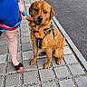animal, blue_dress, calm, dog, footwear, human_leg, leash, orange_harness, outdoor, pavement, person, pet, road, sidewalk, sitting, street, summer, toy, treat, walking