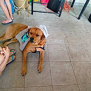 Lucky a rejoint le concours — aidez-le/la à gagner de superbes lots ! dog, brown_dog, floor, tile_floor, clothing, hat, person_legs, flip_flops, indoor, hose, bucket, table, metal_frame, orange_cord, relaxed, pet, canine, laying_down, domestic_animal, casual