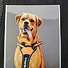Lucky participe au concours pour gagner de l'argent avec cette photo : dog, canine, pet, harness, orange, tongue_out, portrait, studio_photo, printed_photo, text_label, name_tag, animal, smiling, brown_dog, sitting, background, fabric, texture, leash, happy