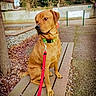 dog, bench, leash, collar, tree, leaves, outdoor, park, side_view, brown_dog, wooden_bench, pavement, signpost, quiet, autumn, thoughtful, seated, daylight, nature, pet