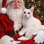 animal, cat, celebration, christmas_tree, festive, glasses, gloves, happy, holiday, indoors, lights, ornaments, pet, portrait, red_suit, santa_claus, seasonal, smile, white_beard, white_cat