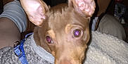 Coco is registered to the contest to win money with this photo: dog, small_dog, pet, sweater, harness, blanket, indoor, ears, fur, flash, purple_eyes, cozy, guitar, home, furniture, person, leg, footwear, brown, white