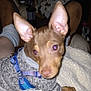 dog, small_dog, pet, sweater, harness, blanket, indoor, ears, fur, flash, purple_eyes, cozy, guitar, home, furniture, person, leg, footwear, brown, white