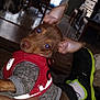 Coco joined the competition — help win amazing prizes! dog, puppy, red_harness, gray_sweater, hand, indoor, furniture, chair, window, person, footwear, sneaker, brown_dog, curious_eyes, blurred_dog, floor, blanket, tail, reflection, cozy