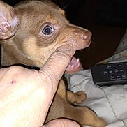 Coco joined the competition — help win amazing prizes! puppy, dog, bite, finger, hand, blanket, remote_control, indoor, pet, cute, playing, brown, small, animal, canine, home, closeup, young, interaction, fun