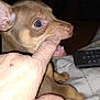puppy, dog, bite, finger, hand, blanket, remote_control, indoor, pet, cute, playing, brown, small, animal, canine, home, closeup, young, interaction, fun