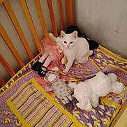 Snow Bella is registered to the contest to win money with this photo: kitten, white_cat, stuffed_toys, crib, quilt, purple, yellow, plush, toy_doll, toy_giraffe, toy_bear, indoor, pet, animal, cute, small, feline, looking, sitting, bed